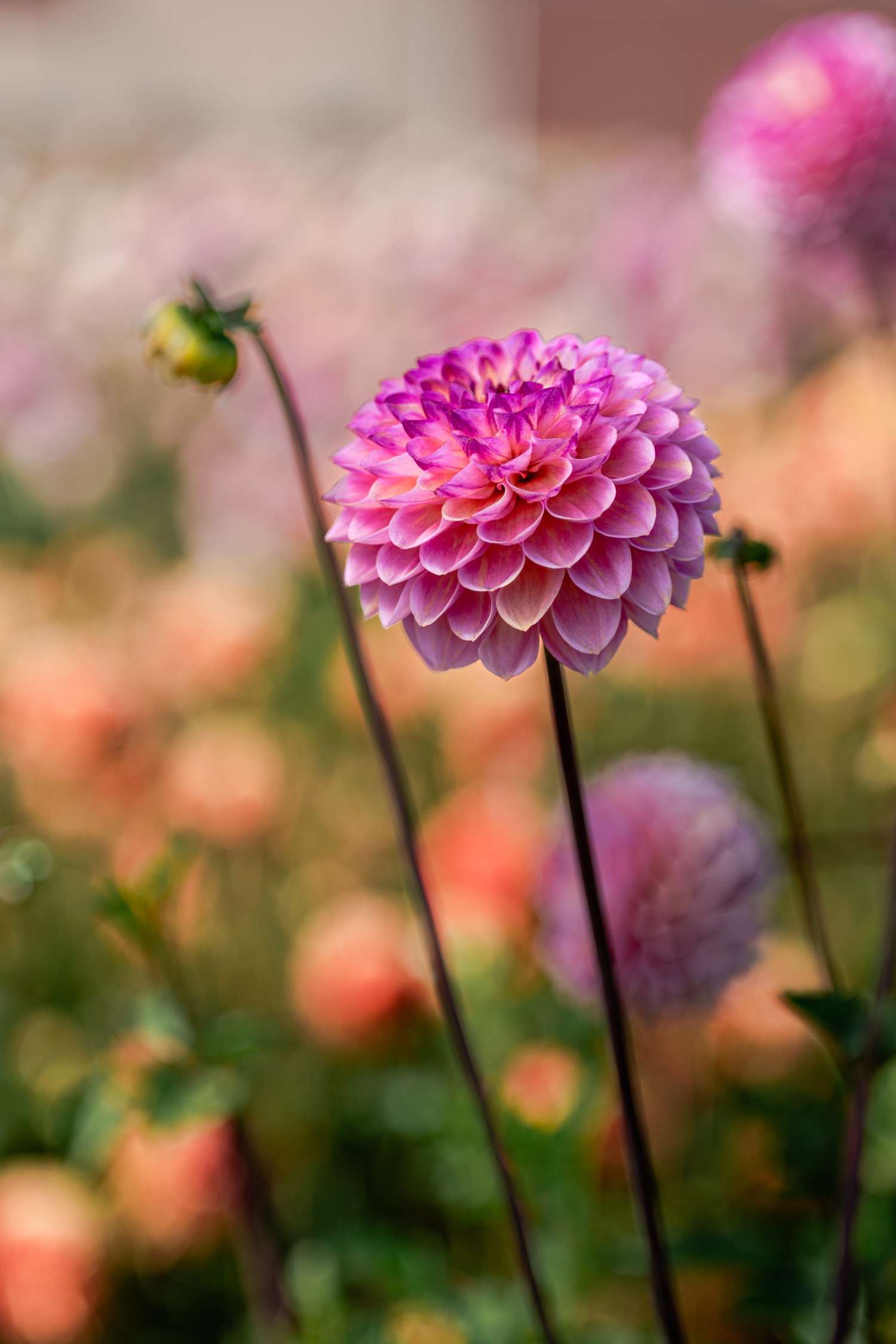 Dahlia 'Wine Eyed Jill'